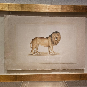 Aquarelle représentant un Lion de La Roche Lafitte - peinture originale collection Jean-Jacques Beaumé
