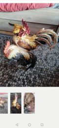 
													Figurine coq mid
												