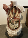 
													Buste d'anatomie /ecorché d'anatomie
												