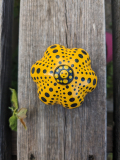 
													Pumpkin de Yayoi Kusama
												