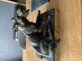 
													sculpture en bronze de chien
												