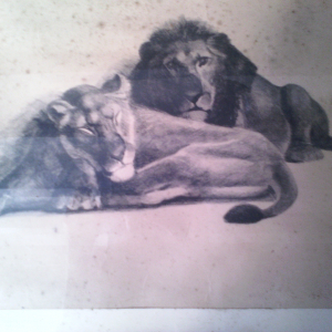 Couple lion et lionne