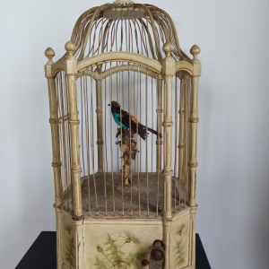 Cage oiseaux