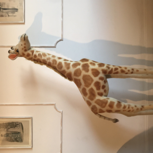 Giraffe Collection -  STEIFF