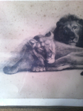 
															Couple lion et lionne
														