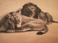 
															Couple lion et lionne
														