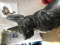 
															Scupture loup chien carvin
														