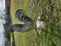 
															Coq en bronze des tiné au monument aux morts
														