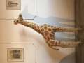 
															Giraffe Collection -  STEIFF
														